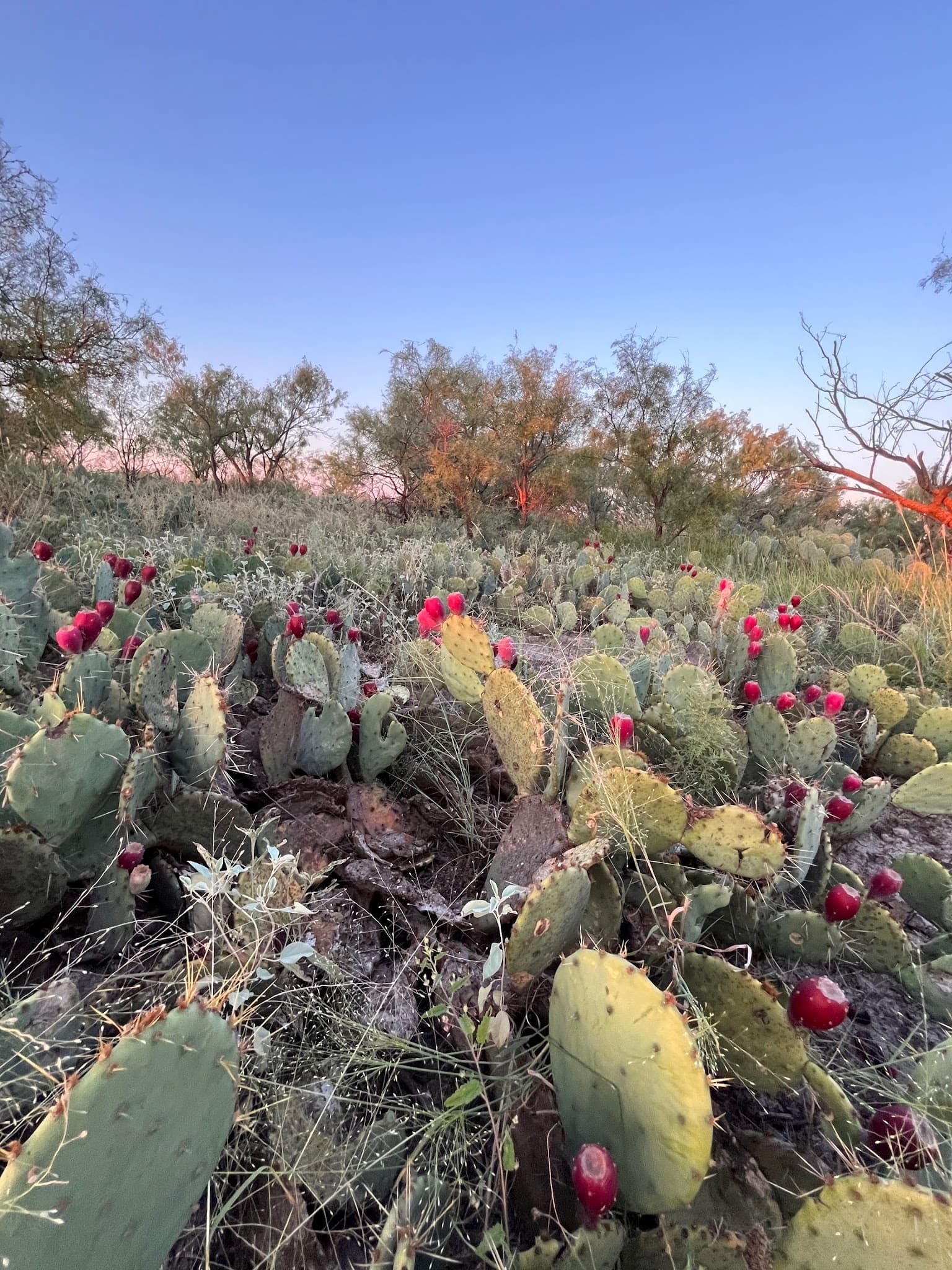 Veribest Honey Hole · Group 03, Tom Green County — property photo